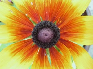 Contents determine a company’s identity and goals on the web. Image, Robert Pasti